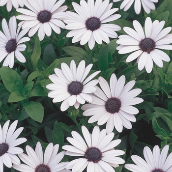 Osteospermum 