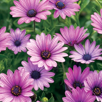 Osteospermum 'Osoutis' PP15,491 & Can. 2137