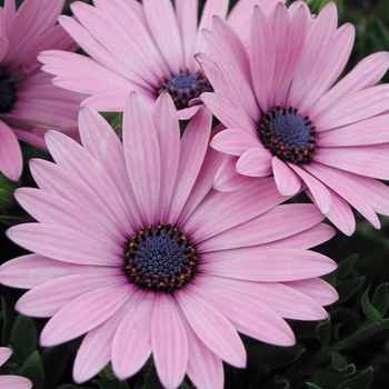 Osteospermum 'Osjamlipur' PP17,410 & PBR 2452