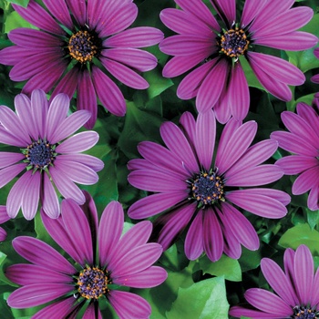 Osteospermum 'Oslipu' PP18,306 & PBR 2782