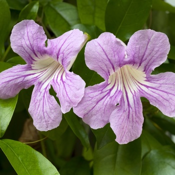 Clytostoma callistegioides 