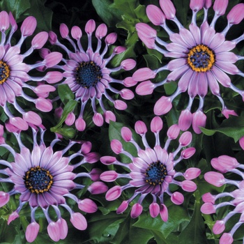 Osteospermum 