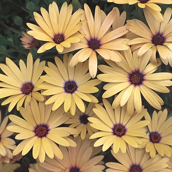 Osteospermum 'Seikilrem' PP13407