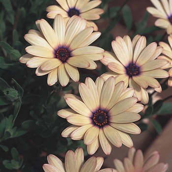 Osteospermum 'Peach Symphony' US. 14,657 & Can. 1723