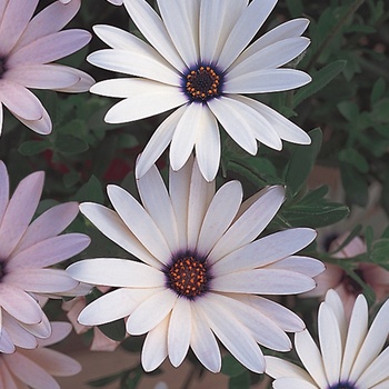 Osteospermum 'Vanilla Symphony' US. 14,708 & Can. 1724