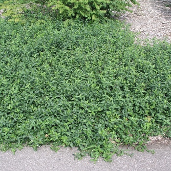 Euonymus fortunei 'Coloratus'