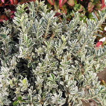 Euonymus japonica 'Microphyllus Variegatus' 