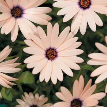 Osteospermum 'Melon Symphony' US. 16,213 & Can. 2129