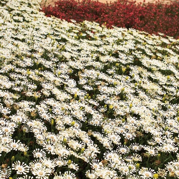 Osteospermum 