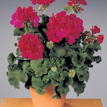 Pelargonium Daredevil® 'Mulberry'