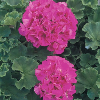 Pelargonium Daredevil® 'Rosita'