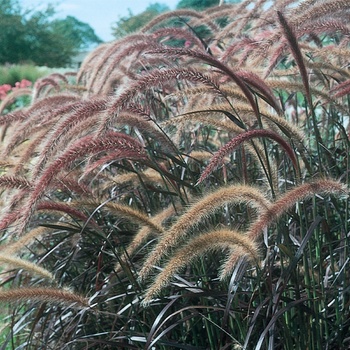 Pennisetum setaceum 'Rubrum' 