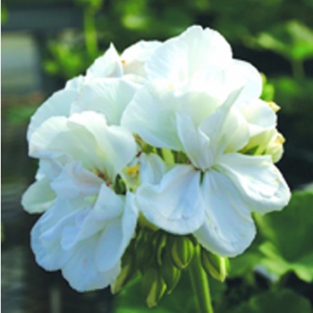 Pelargonium Daredevil® 'Snow'