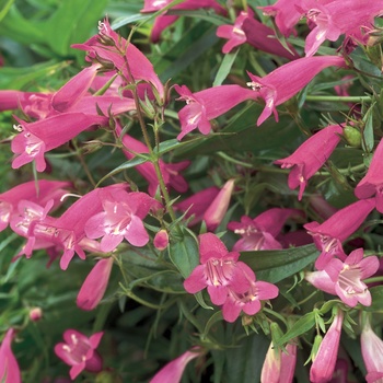 Penstemon 'Rose' PP16,773 & Can. PBRAF