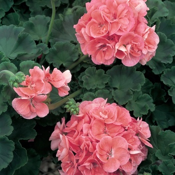 Pelargonium Daredevil® 'Salmon'