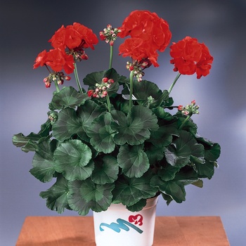 Pelargonium 'Fire' PP12,453 & Can. 1030