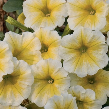 Petunia 'Citrus' US. 17288