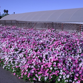 Petunia 'USTUNI60-01M' 