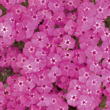 Phlox 