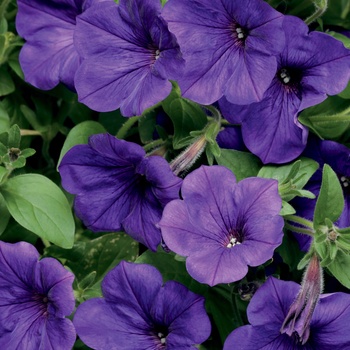 Petunia 'Mini Blue' US. PPAF & Can. PBRAF