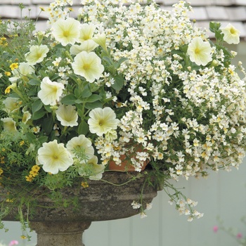 Petunia 'Lemon Plume' US. 1568