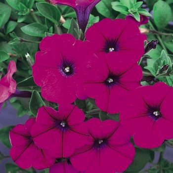 Petunia 'Mini Purple' US. 17,898 & Can. 2872