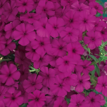 Phlox 