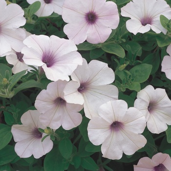 Petunia 'Mini Silver' US. 17,247 & Can. 2594