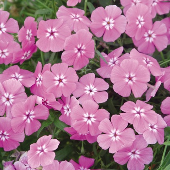 Phlox 