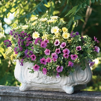 Petunia 'Mini Rose Veined' US. 15,607 & Can. 1935