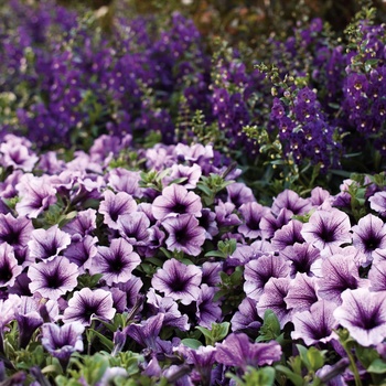 Petunia 'Lanbor' PP 16,144, Can 2,532