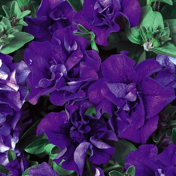 Petunia 'Double Dark Blue' US. 13,490 & Can. 1611