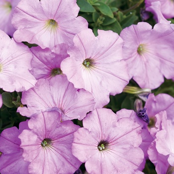 Petunia 'Lavender Morn' US. 15,013 & Can. 2344