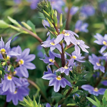 Scaevola aemula 'New Wonder'