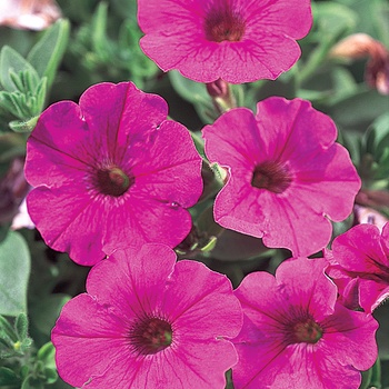 Petunia 'Mini Bright Pink' US. 14,858 & Can. 1932