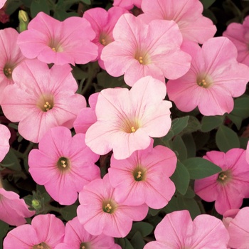 Petunia 'Mini Pastel Pink' US. 17,726 & Can. 2873