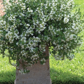 Scaevola aemula Whirlwind® 'White'