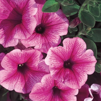 Petunia 'Constraw' PP13,539 & Can. 1609