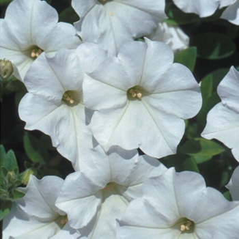 Petunia 'Mini White' US. 13,556 & Can. 1604