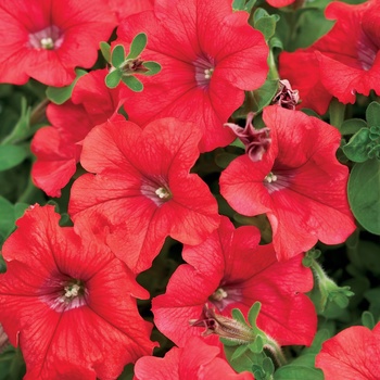 Petunia 'Red' US. 14,871 & Can. 1937