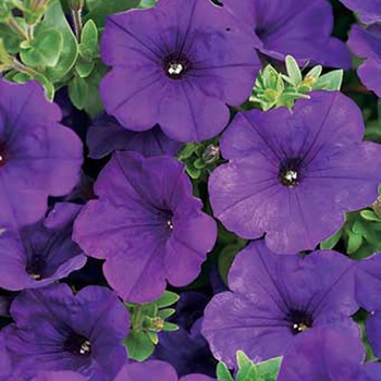 Petunia 'Kakegawa' PP13,887 & Can. 1039