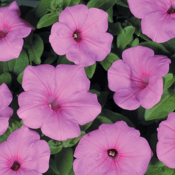 Petunia 'Cotton Candy' US. 18,698 & Can. 2685