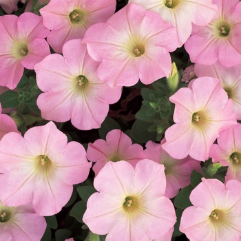 Petunia 'Mini Appleblossom' US. 17,729 & Can. 2874