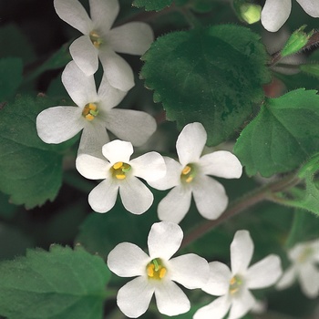 Sutera cordata 'White' US. 10,966 & Can. 1641