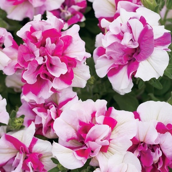 Petunia 'Double Peppermint' 