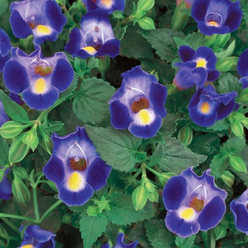 Torenia Catalina® Midnight Blue