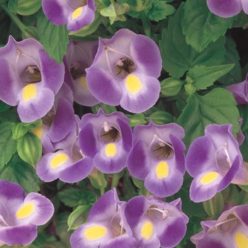 Torenia 