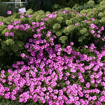 Petunia 'Raspberry Blast' US. 16,588