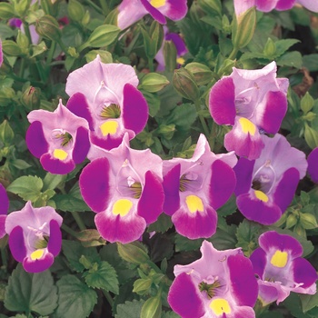Torenia Catalina® '' (014087)