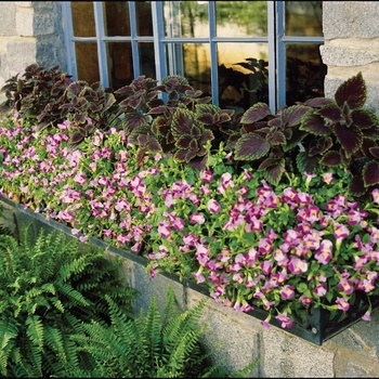 Torenia Catalina® '' (014089)